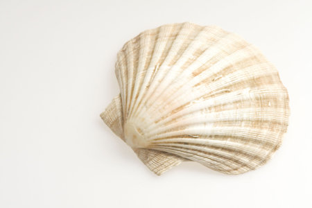  cockleshell of the sea
の写真素材