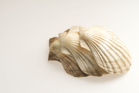 Three cockleshells (beautiful sea composition)
