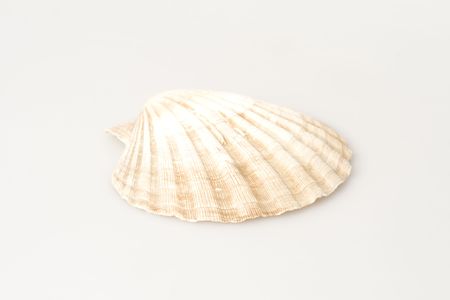 Seashell on the whiteの写真素材