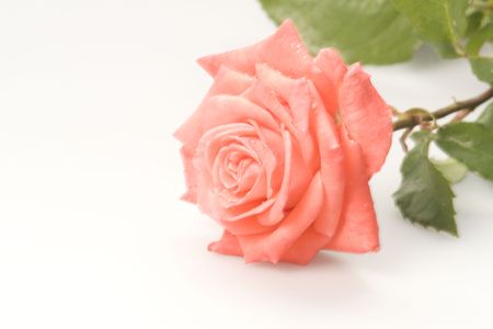 Pink roseの写真素材