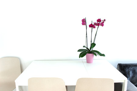 There is a vase of an orchid with burgundy flowers on a white table