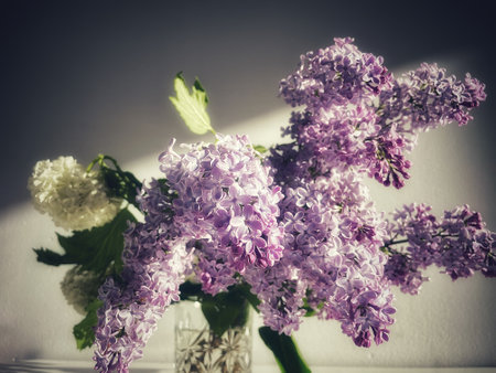 A bouquet of blossoming purple lilac flowers and a white viburnum inflorescence on a gray backgroundの写真素材