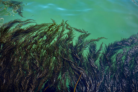 View from the pier on a turquoise background, seaweed in the blue lagoon