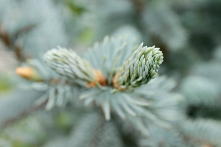 Background image of a young branch with needles of a blue Christmas treeの写真素材