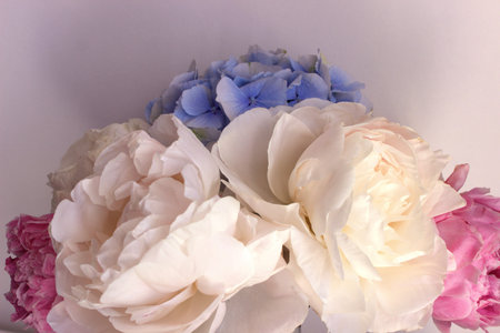 A bouquet of blooming white and pink peonies of delicate color