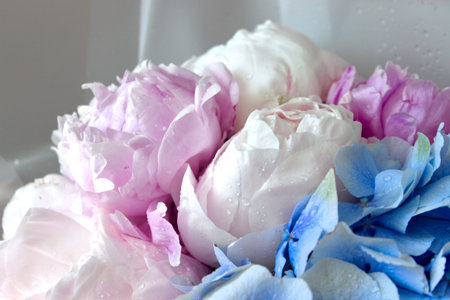 A bouquet of blooming white and pink peonies of delicate colorの写真素材