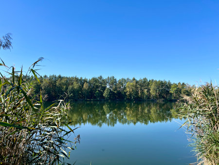 Beautiful landscape background with reeds and reflection of green forest in blue riverの写真素材