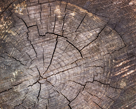 Brown wood structure in cross section, background image of wooden board surfaceの写真素材