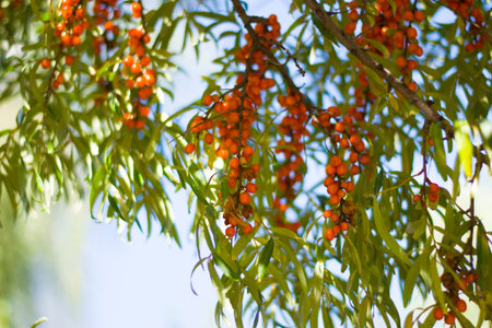 Orange sea buckthorn berries and green leaves on tree branches in autumn.