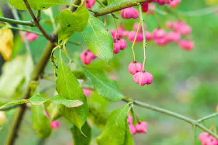 Pink crimson fruits and yellow green on Bush branches in the garden or Park on a blurred background.の写真素材