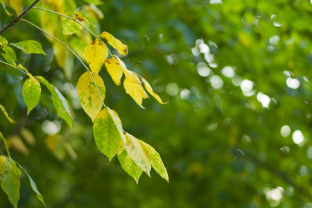 Green and yellow leaves on the branches against on blurred background.