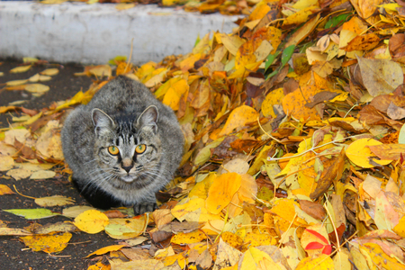 the cat in the fall foliageの写真素材