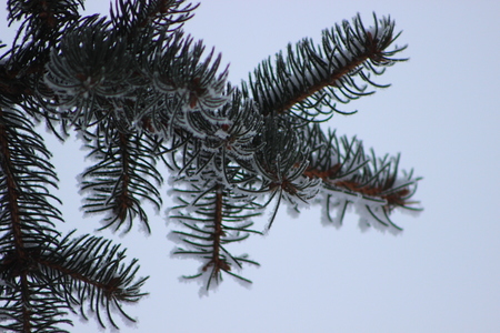 spruce branchの写真素材