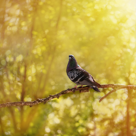 Bird pigeon sitting on a tree branch on a green backgroundの写真素材