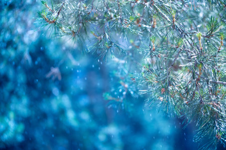 Winter in the forest. Abstract natural backgroundsの写真素材