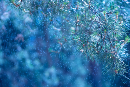 Winter in the forest. Abstract natural backgroundsの写真素材