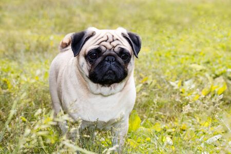Pug dog in the grassの写真素材