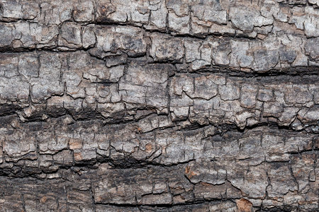 Bark texture close up. Abstract background