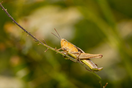 Grasshopper sit on green branch with green nature blurred background. Macro, close up.の写真素材