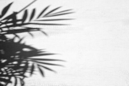 Silhouette flat lay abstract tropical leaf shadow on light woodenの写真素材
