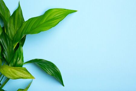 Tropical palm leaves on blue background with free copy space for text. Creativity summer flat lay. Top view.の写真素材