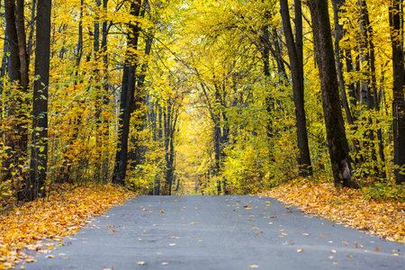 Autumn road in the forest, landscape. Autumn forest. Autumn background with copy space.