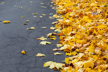 Autumn yellow fallen maple leaves on asphalt. Gray background for text. Copy space.