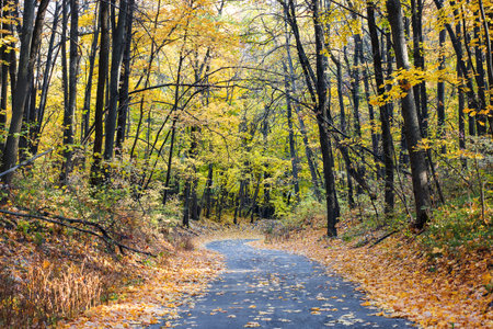 Autumn road landscape. Autumn forest. Autumn background with empty copyspace for text