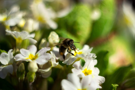 Bee pollinating the early spring flowers - primrose. Primula vulgaris with a worker honey bee feeding on nectar, macro backgroundの写真素材