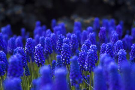 Muscari - blue Grape hyacinth. Spring flowers. Lots of Muscari armeniacum plant with blue flowers.の写真素材