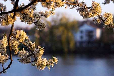 Beautiful flowering tree on the background of the lake, on the other side of the house. Spring concept, tree with white flowers.の写真素材