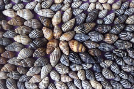 Nassa reticulata - shellfish, seashells, sea backgroundの写真素材