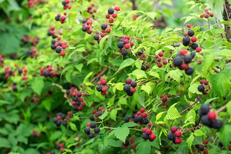 Black raspberry (Rubus occidentalis) grows in the garden, green unripe and ripe healthy berries,...
