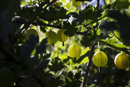 Ripe gooseberry on a branch grows in a sunny day, useful berriesの写真素材