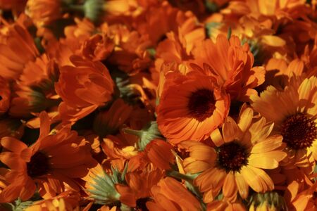 A lot of torn orange summer flowers, calendula flowers, bright natural backgroundの写真素材