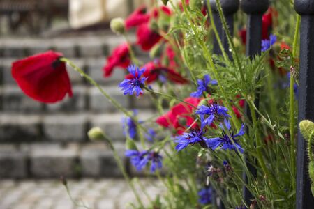 Poppies and cornflowers blossom on the flower bed, red and blue flowers after the rain. Spring backgroundの写真素材