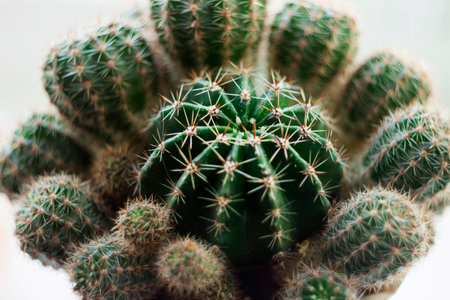Green round cactus with needles, macro, background. Prickly plant.
