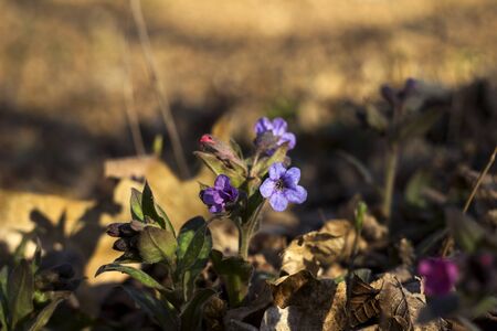 Pulmonaria is a genus of flowering plants in the family Boraginaceae. Pink and blue forest flowers unspotted lungwort, backgroundの写真素材