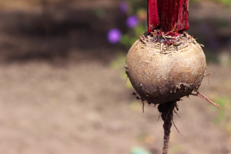 Beets in hand on the background of the vegetable garden, harvest