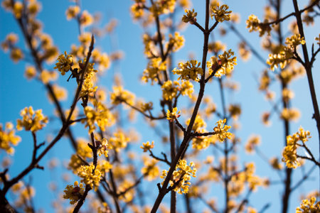 Flowering dogwood in spring day in clear weather
