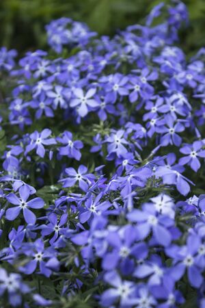 Blue Phlox bloom in the spring in the garden.の写真素材