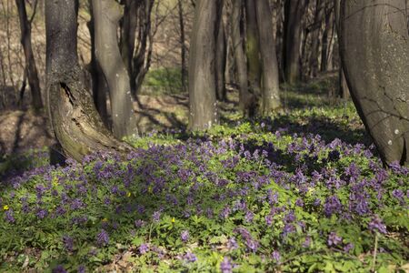 Corydalis in the woods in early spring, blooming flower among the dried leavesの写真素材