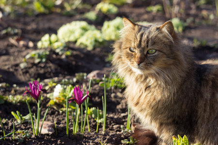 Fluffy cat sits among flowers in spring. Pet in a flowerbed with irises and primrose. Spring