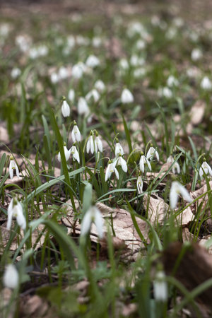Many snowdrops in the forest in spring. Early white flowers, background