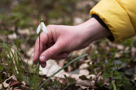A man intends to pluck a white snowdrop, spring. You can not pick rare flowersの写真素材