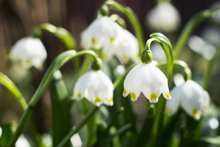 Leucojum vernum - early spring snowflake flowers in the forest. Blurred background, spring concept.