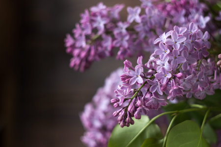 Bouquet of lilac on a background of brown wooden background. Spring beautiful lilac flowers, background. Place for textの写真素材