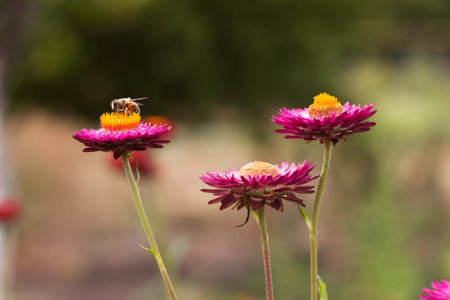 A bee sits on a flowering bush of Xerochrysum bracteatum collecting nectar. Gardening background....