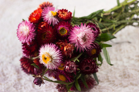 Floral background. Bouquet of pink and red flowers of Xerochrysum bracteatum (Helichrysum...
