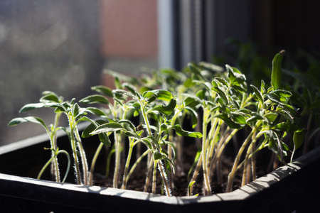 Seedling tomato in a box on a windowsill, spring. Growing vegetables at home, conceptの写真素材